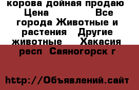 корова дойная продаю › Цена ­ 100 000 - Все города Животные и растения » Другие животные   . Хакасия респ.,Саяногорск г.